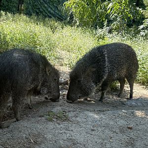 Treasures of Sierra Madre - Chacoan Peccary