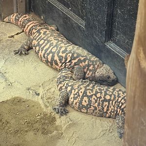 Treasures of Sierra Madre - Gila Monster