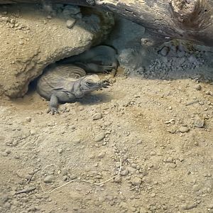 Treasures of Sierra Madre - Chuckwalla
