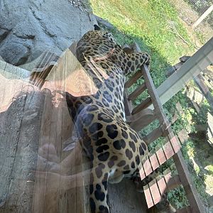 Treasures of Sierra Madre - Jaguar