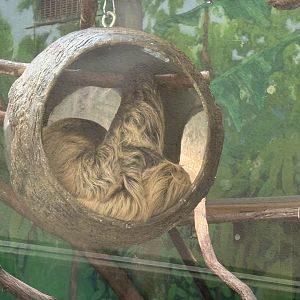 Windows to the Wild - Linne’s Two-toed Sloth
