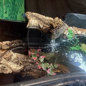 Windows to the Wild - Wood Turtle