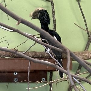 Windows to the Wild - Silvery-cheeked Hornbill