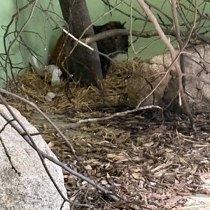 Windows to the Wild - Red-rumped Agouti