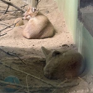 Windows to the Wild - Fennec Foxes