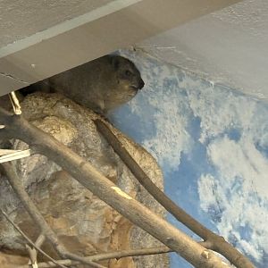 Windows to the Wild - Rock Hyrax