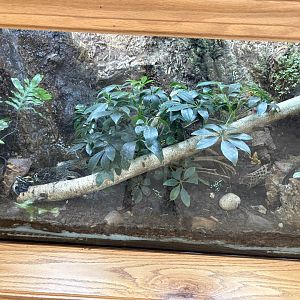 Animal Discovery Center - Dyeing Poison Dart Frogs, Green & Black Poison Dart Frogs, & Panamanian Golden Frogs