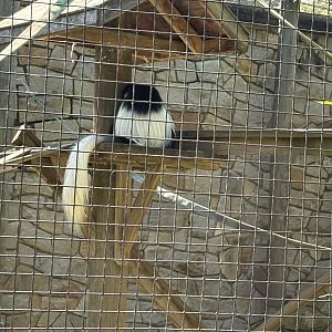 Treetops & Riverbeds - Mantled Guereza