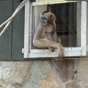 Treetops & Riverbeds - Northern White-cheeked Gibbon