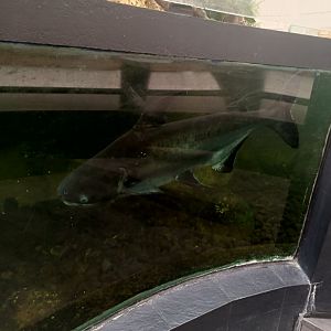 Paroon Shark (Pangasius sanitwongsei)