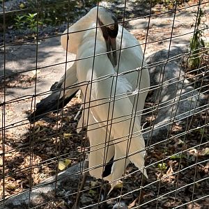 Alfred Huang Crane Exhibit - Whooping Crane