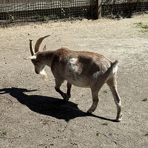 Farmyard - Goat