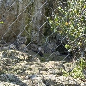 Himalayan Highlands - Snow Leopards