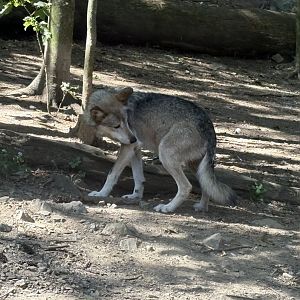 Mexican Grey Wolf