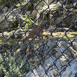 Himalayan Highlands - Markhor