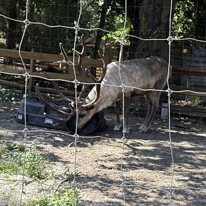 Yukon Creek - Reindeer