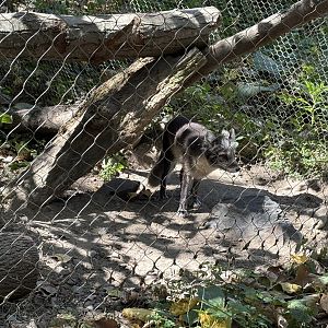 Yukon Creek - Arctic Fox