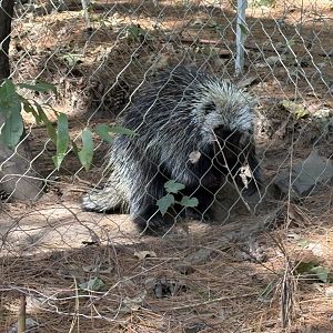 Yukon Creek - North American Porcupine