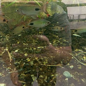 Various Dawkinsia barbs