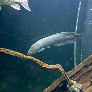 African Arowana (Heterotis niloticus)