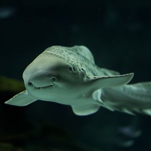 Zebra Shark (Oatmeal)