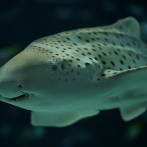 Zebra Shark (Oatmeal)