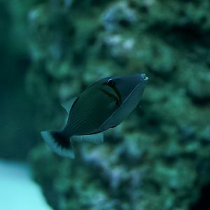 Lei Triggerfish