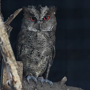 Philippine scops owl