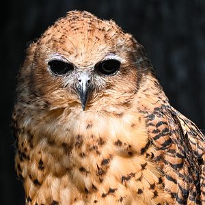 Pel's fishing owl