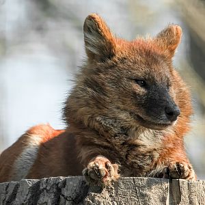 Chinese dhole