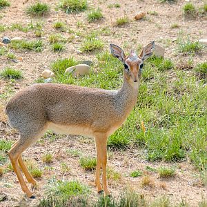 Kirk's dik-dik (Madoqua kirkii)