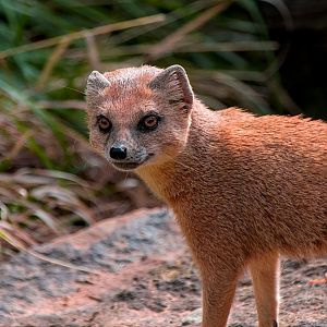 Yellow mongoose (Cynictis penicillata)