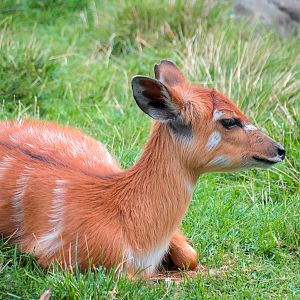 Western sitatunga (Tragelaphus spekii gratus)