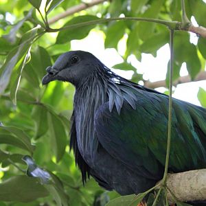 Nicobar Pigeon - 16/08/25