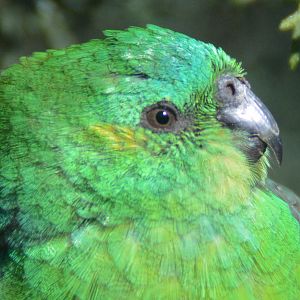 Red-rump parrot