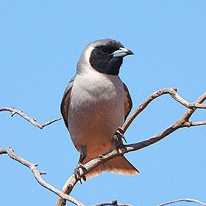 Masked woodswallow