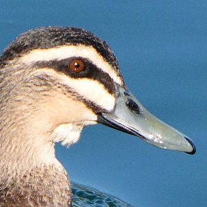 Pacific black duck