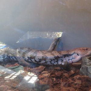 Blue-tongued Skink ID