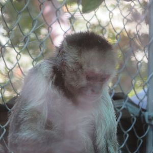 Capuchin ID