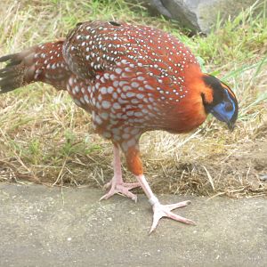 Temminck's or Satyr Tragopan?