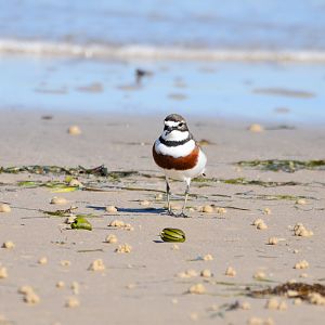 Double-banded Plover