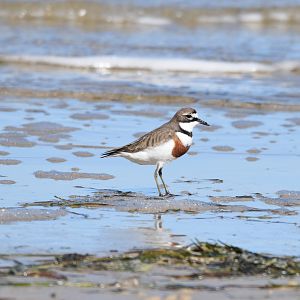 Double-banded Plover