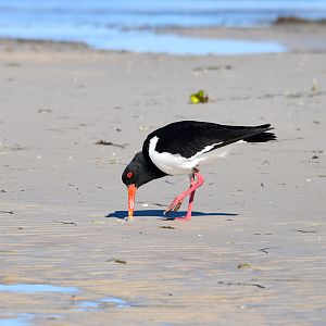 Pied Oystercatcher