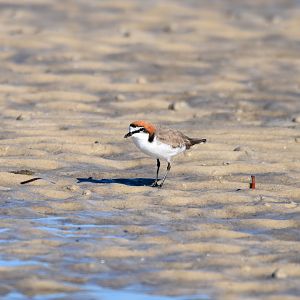 Red-capped Plover