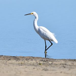 Little Egret