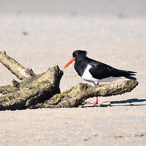 Pied Oystercatcher