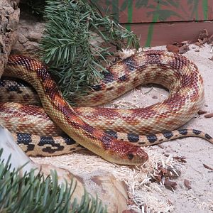 Baja Gopher Snake