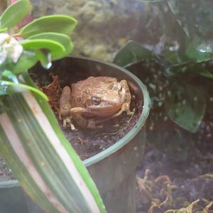 Pacific Tree Frog