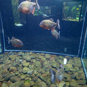 Red-bellied Piranha (Pygocentrus nattereri)