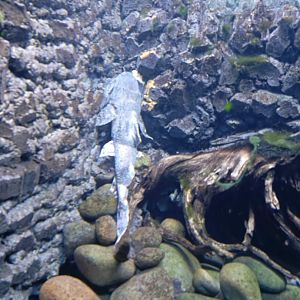 Sunda Goonch Catfish (Bagarius lica)